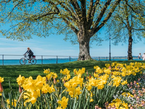 Molo mit Narzissen im Frühling